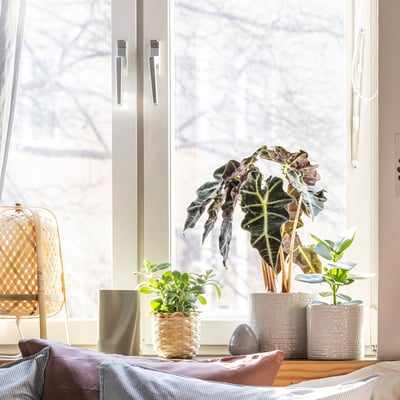 Ventana luminosa, planta grande, plantas más pequeñas, silla, mantas.