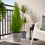 Balcón con plantas en macetas: cupressus alto en gris, más pequeño en azul. Silla blanca, barandilla negra.