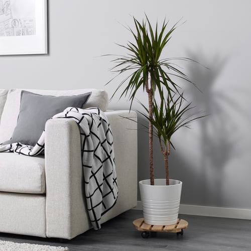 DRACAENA MARGINATA planta, Drácena Marginata/2 troncos, 19 cm - IKEA