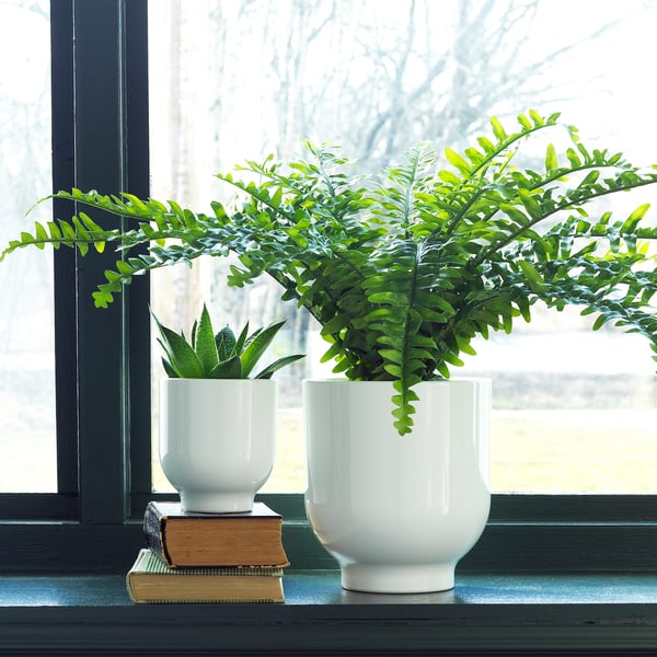 Dos macetas blancas DRÖMSK con plantas verdes en el alféizar de la ventana. Uno sobre los libros.