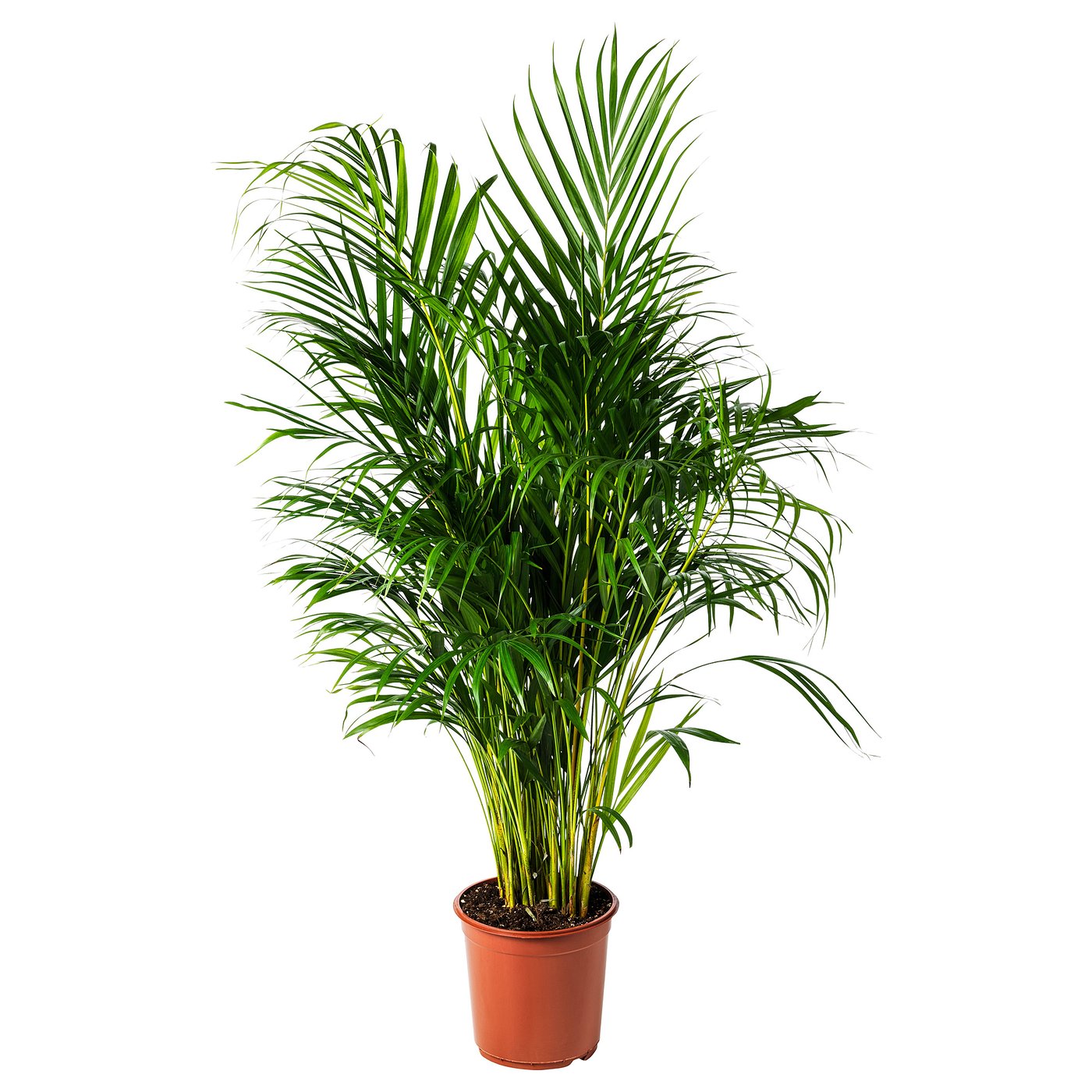 Good & Green - Dypsis Lutescens (Areca) - Gold Palm - XL -↨ 160cm - Taille Du Pot 27 - 2