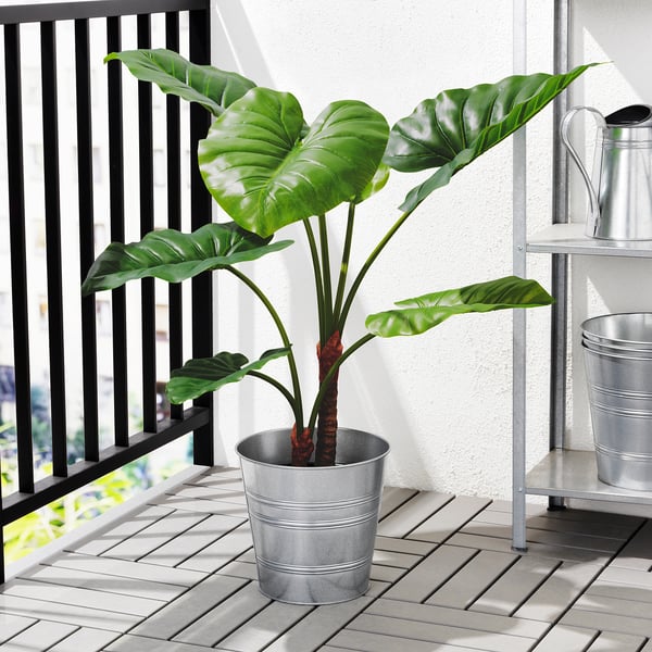 FEJKA Planta artificial, int/ext Alocasia IKEA