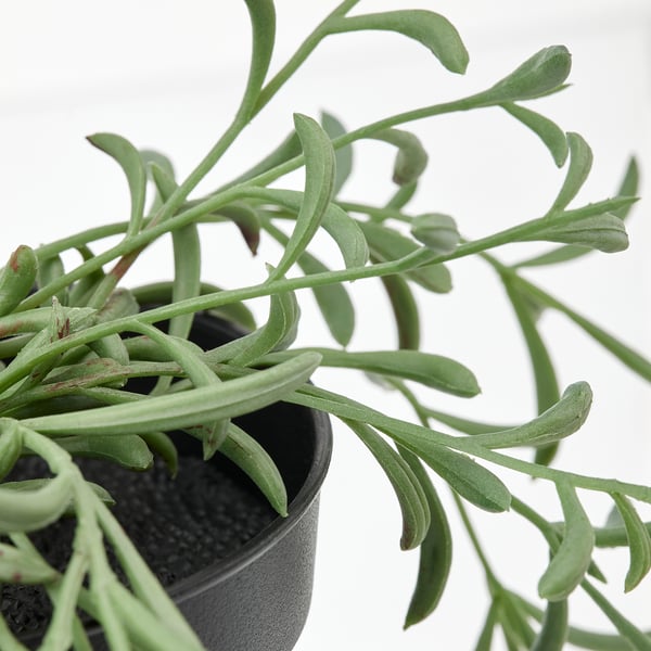 Pequeña planta en maceta, hojas verdes.