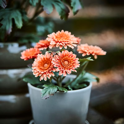 FEJKA Planta artificial, interior/exterior/Crisantemo naranja, 9 cm