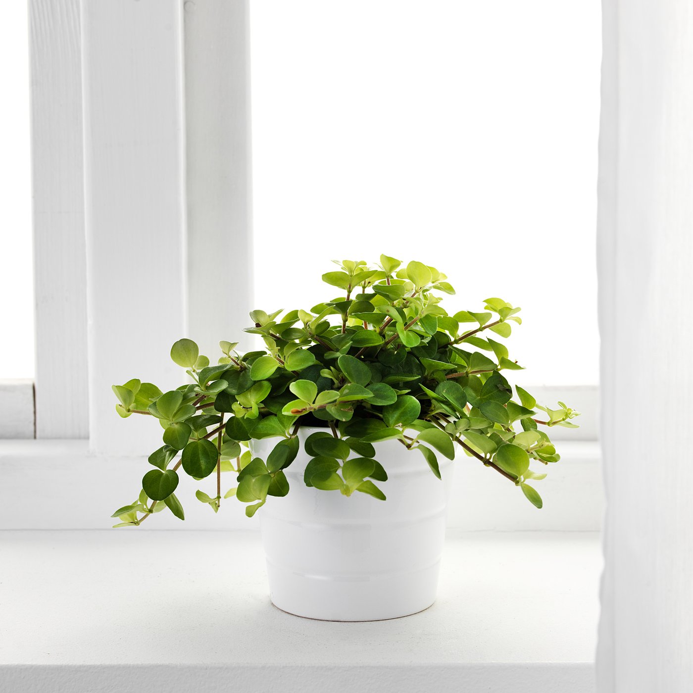 HIMALAYAMIX Planta, mezcla de especies de plantas - IKEA