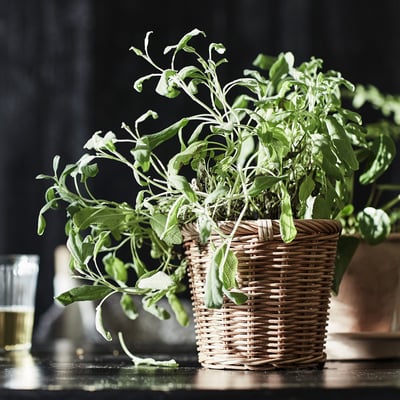 KAKTUSFIKON, cesta de mimbre marrón, ratán tejido a mano con aspecto natural, diseño circular robusto.