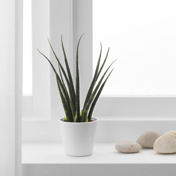 SANSEVIERIA en maceta cerca de la ventana con piedras, hojas altas rayadas de color verde.
