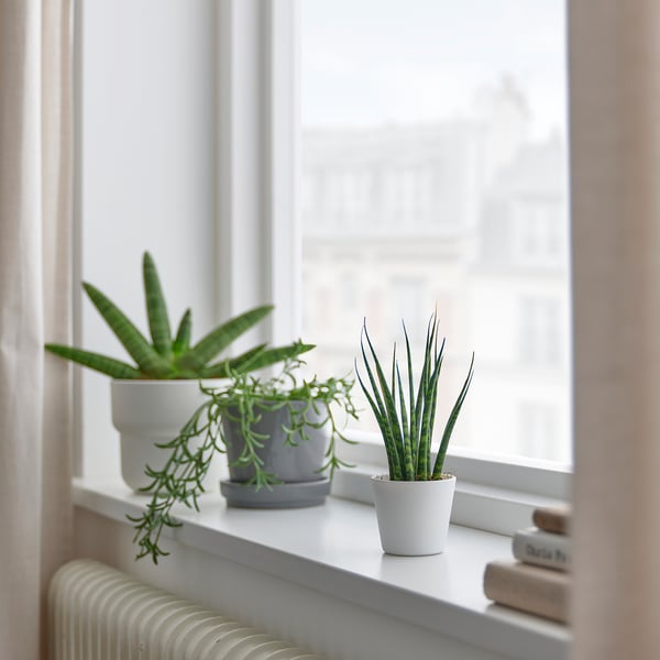 Tres plantas en macetas junto a una ventana: aloe, planta de serpiente y collar de perlas.