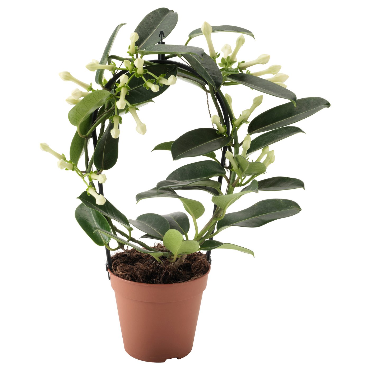 STEPHANOTIS Planta, jazmín de Madagascar - IKEA