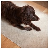 Perro marrón oscuro acostado sobre una alfombra gruesa y suave de color beige claro sobre un piso de madera, mirando hacia un lado.