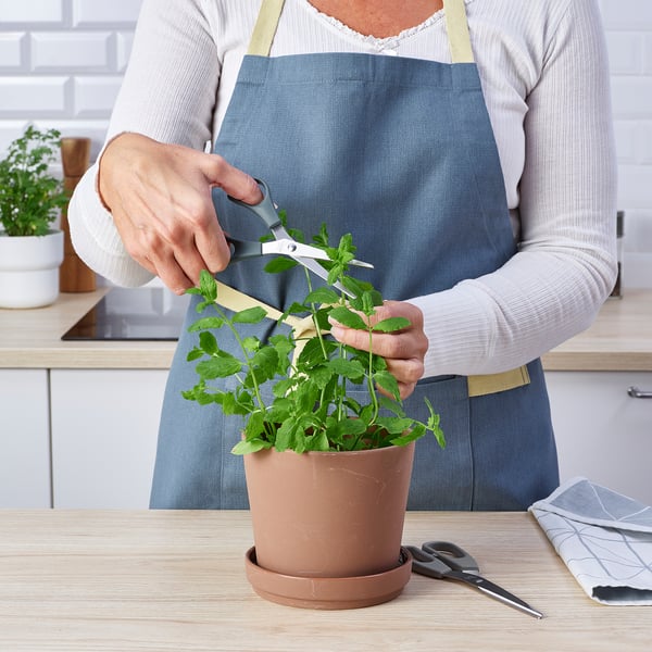 La mujer recorta la planta en maceta con unas versátiles tijeras de cocina.