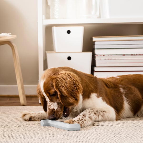 Perro marrón y blanco masticando una alfombra de TIPHEDE gris claro sobre una alfombra beige, junto a un pequeño taburete de madera y estanterías blancas llenas de libros.