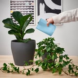 Pertsonak barruko landareak toreatzen ditu CHILIFRUKT erregistraka urdin batekin. Bi solairu loreontzietan, egurrezko mahai baten gainean.