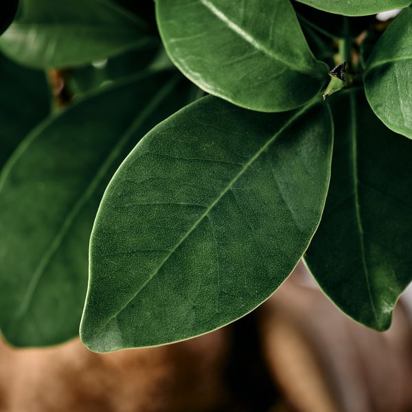 FICUS Landarea loreontziarekin, bonsaia askotariko koloreak, 12 cm