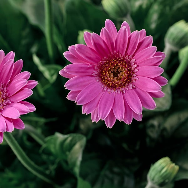GERBERA Landarea, gerbera askotariko koloreak, 19 cm