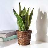 Liburuen arteko apalean suge-landare marroia duen saski marroizko jardinera.