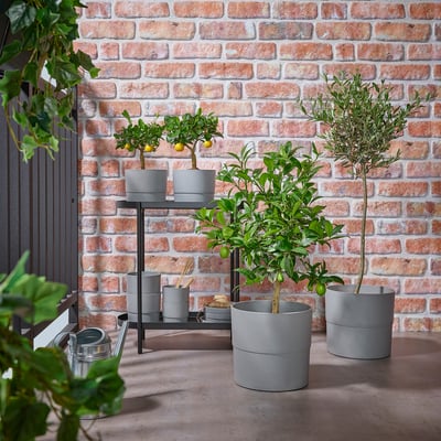 Patio modernoa, OLEA EUROPAEAko loreontziekin. Tamainak aldatu egiten dira, euskarria eta kokadera. Edo O patioa OLEA EUROPAEArekin lorontzietan. Tamainak aldatu egiten dira, erremintak gertu daude.