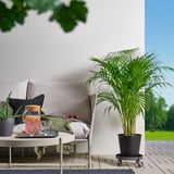 Barne-kanpo patioa, OLIVBLAD gris landareen motorrarekin, landare berde handi batekin, kutundun sofa zuri baten eta erdiko mahai baten ondoan.
