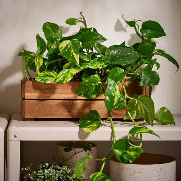 STJÄRNANIS Jardinera, kanporako akazia, 43x15 cm