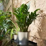Vasos de plantas metálicas con plantas verdes en soporte negro, interior / exterior, apilables.