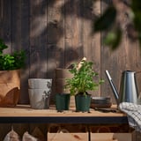 Pequenas potas de plantas verdes ÅKERBÄR sobre mesa de madeira, metal galvanizado, deseño rústico, varios tamaños, contra parede de madeira escura.