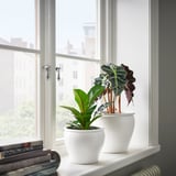 Dúas plantas en vaso na xanela, unha grande, outra pequena, con revistas e vista á cidade.