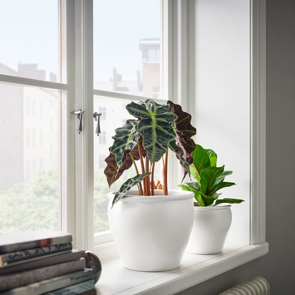 As potas brancas AMBRARÖNN manteñen plantas nunha xanela, máis grande á esquerda, máis pequena á dereita, cos libros abaixo.