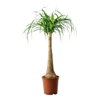 BEAUCARNEA RECURVATA planta en pota
