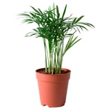 Planta verde en recipiente de plástico marrón.