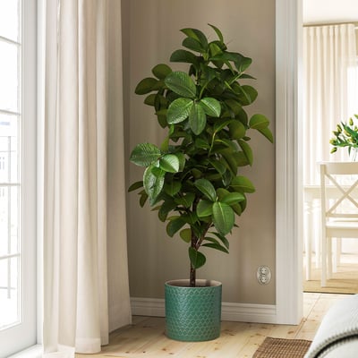 Planta en pota preto da fiestra, follas brillantes.