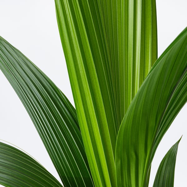 Follas de plantas verdes vibrantes, saudables e ben coidadas, exhibidas sobre un fondo branco brillante.