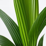 Follas de plantas verdes vibrantes, saudables e ben coidadas, exhibidas sobre un fondo branco brillante.