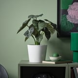 Planta, libro, cunca no estante.