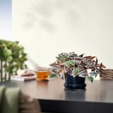 A pequena planta en vaso FEJKA con follas de cores senta nunha mesa, preto dunha bebida e un libro.