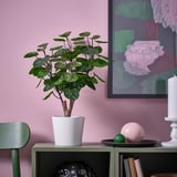 Planta FEJKA e libros no estante