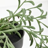 Planta pequena, follas verdes.