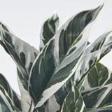 Planta falsa con follas con patróns, arranxo natural, decoración interior / exterior.