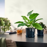 Planta gris en vaso sobre a mesa con follas, libros, cunca.