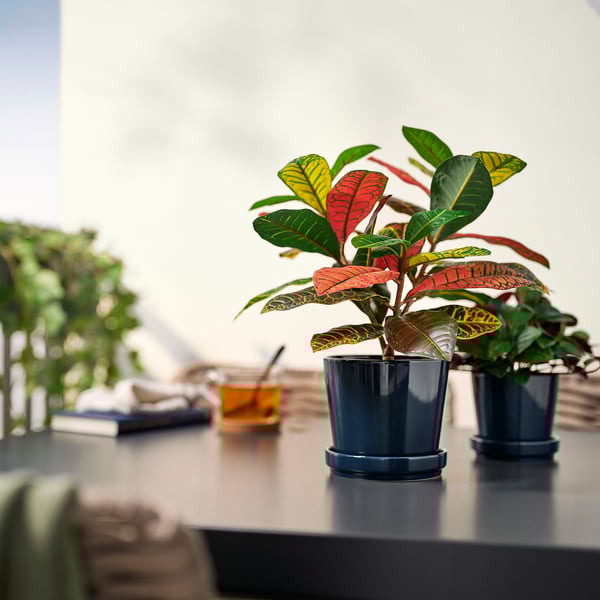 Dúas plantas en vaso de cores FEJKA sobre a mesa entre libros, cunca e outras plantas.