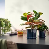 Dúas plantas en vaso de cores FEJKA sobre a mesa entre libros, cunca e outras plantas.