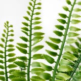 Primeiro plano de frondes de fento verde vibrantes, realistas e detalladas, perfectas para a decoración de interiores.