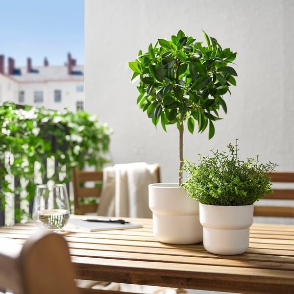 Planta FEJKA, vidro, prato sobre mesa exterior, verde rústico.