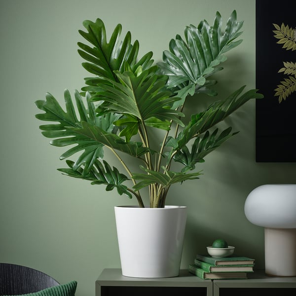 A gran planta branca FEJKA con follas verdes anchas está situada nun andel, rodeada de libros e unha cunca. Fondo da parede verde.