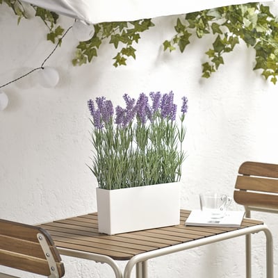 Lavanda FEJKA en pota sobre mesa de madeira, máis pequena que a cunca.
