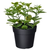 Planta verde artificial en vaso negro con follas variadas.