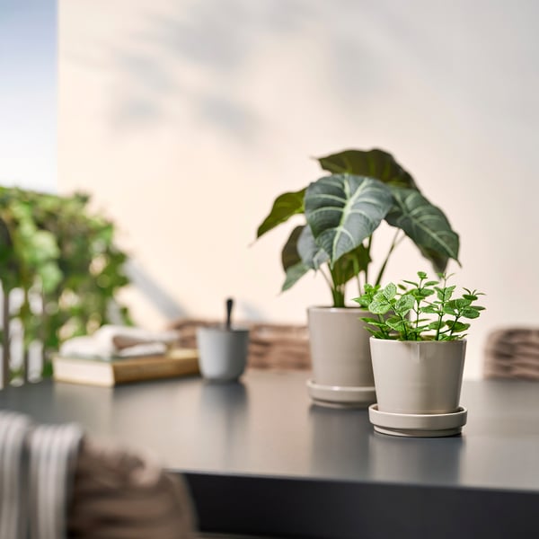 Dúas plantas en pota de FEJKA nunha mesa. Unha folla grande, unha pequena, verde claro en vasos brancos. Rodeada de libros borrosos e unha copa.