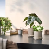 Dúas plantas en pota de FEJKA nunha mesa. Unha folla grande, unha pequena, verde claro en vasos brancos. Rodeada de libros borrosos e unha copa.