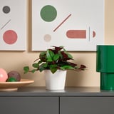 Decoración moderna: planta branca, lámpada verde, arte, cunca de froitas na parede beige.
