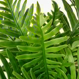 Plantas vibrantes e realistas. Follas verdes exuberantes, meticulosamente elaboradas.