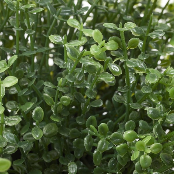 Planta artificial verde brillante e exuberante con follas vibrantes e saudables densamente empaquetadas, semellantes a unha planta real.